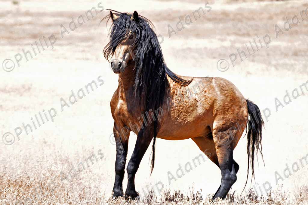 Mesteño, a Nevada mustang.