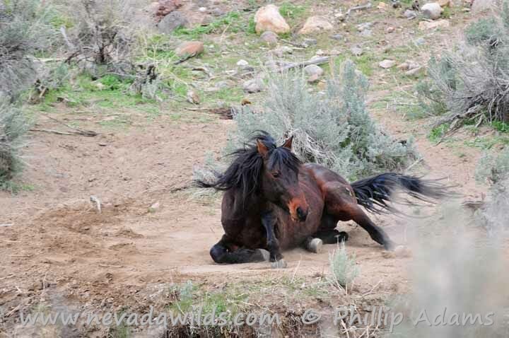 Mustang stallion rollin' in the dust.