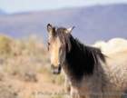 buckskinfilly_small.jpg