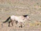 buckskinmarefoal_small.jpg