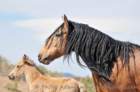 goliathfoal_small.jpg